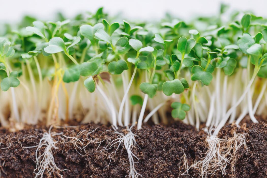 Broccoli Microgreens